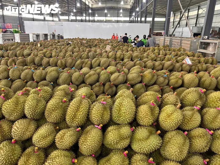 Sầu riêng gần 100.000 đồng/kg, vì sao nhiều nhà vườn vẫn khó hưởng lợi?