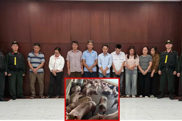 Triệt phá đường dây đưa hơn 10.000 tấn heo nhiễm chất cấm ra thị trường