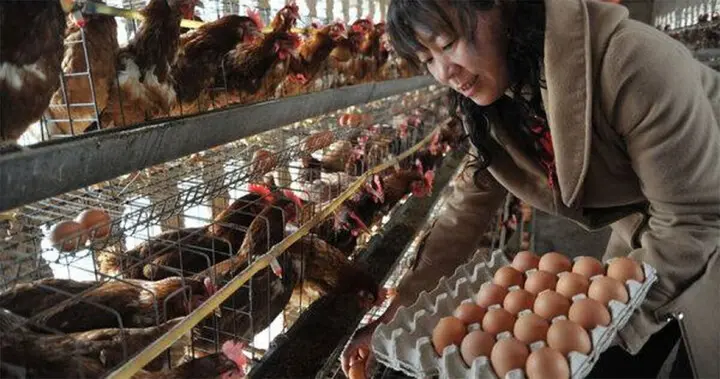 Cả nhà ngộ độc sau khi ăn trứng bác, nguyên nhân khiến nhiều người giật mình