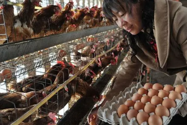 Cả nhà ngộ độc sau khi ăn trứng bác, nguyên nhân khiến nhiều người giật mình